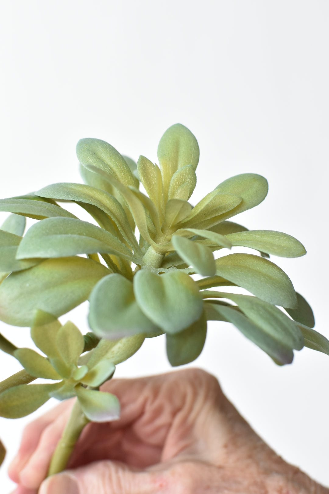 11.5" Faux Trailing Soft Aeonium Spray Stem