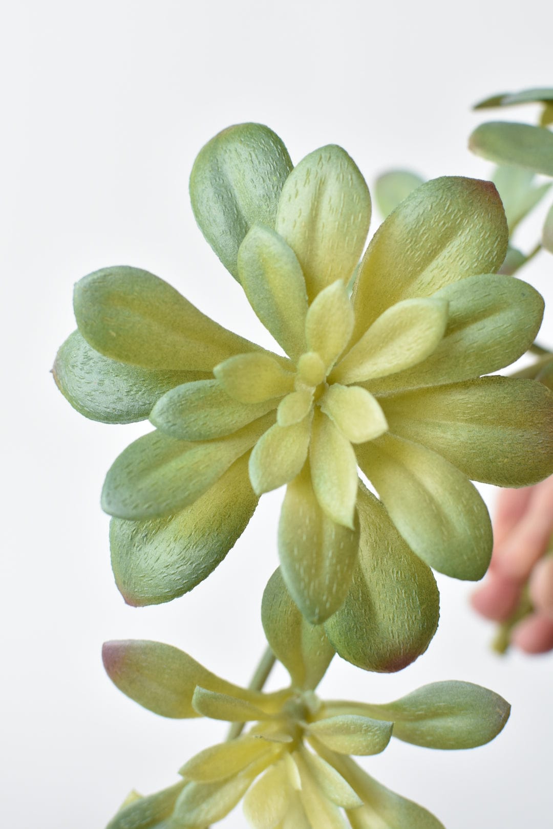 11.5" Faux Trailing Soft Aeonium Spray Stem