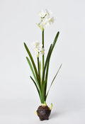 17.5" Faux Paperwhites w/ Bulb