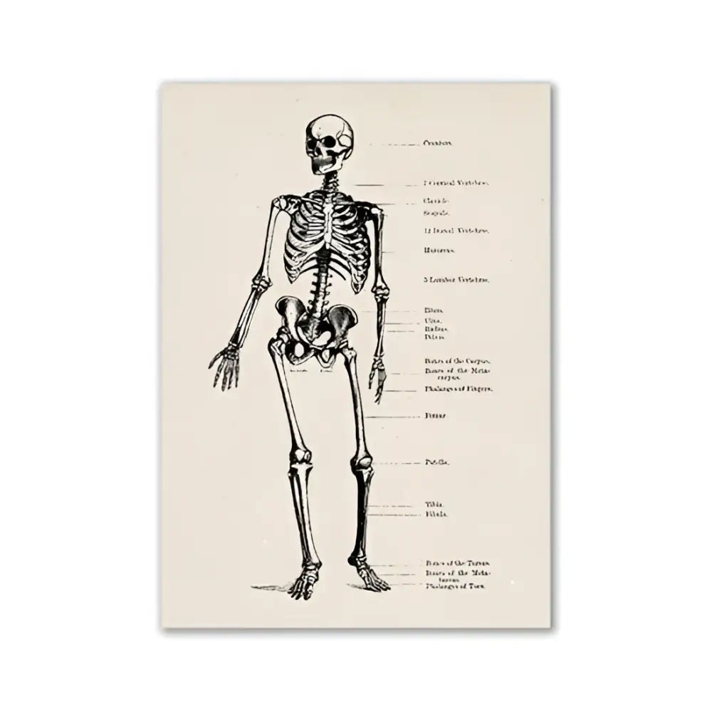 Vintage Anatomy Art Print for Medical Decor