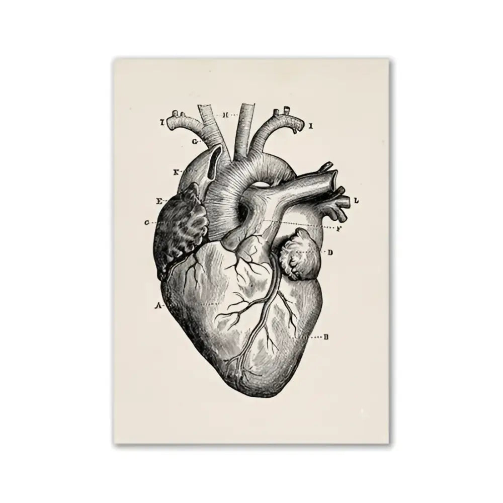 Vintage Anatomy Canvas Art Print