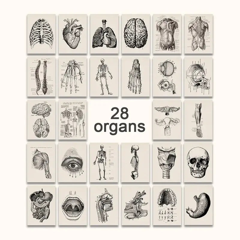 Vintage Anatomy Canvas Art Print
