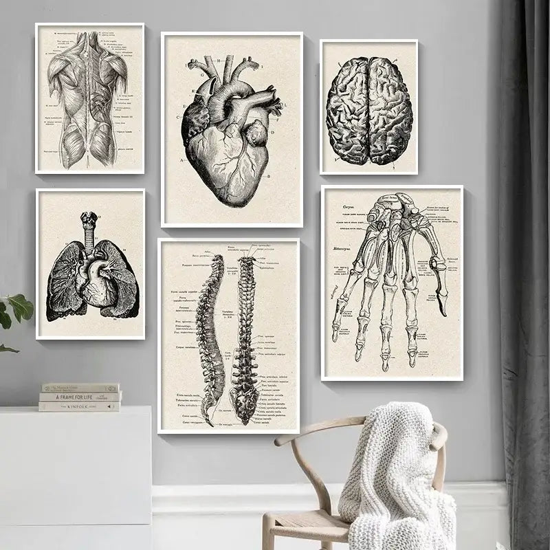 Vintage Anatomy Canvas Art Print
