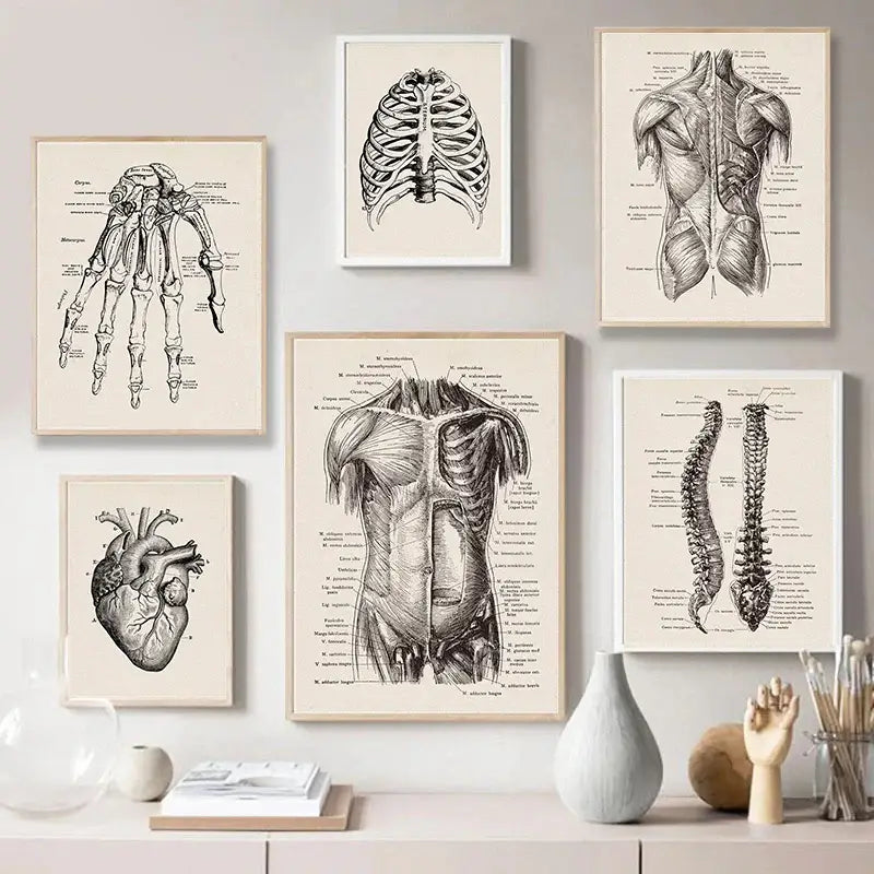 Vintage Anatomy Canvas Art Print