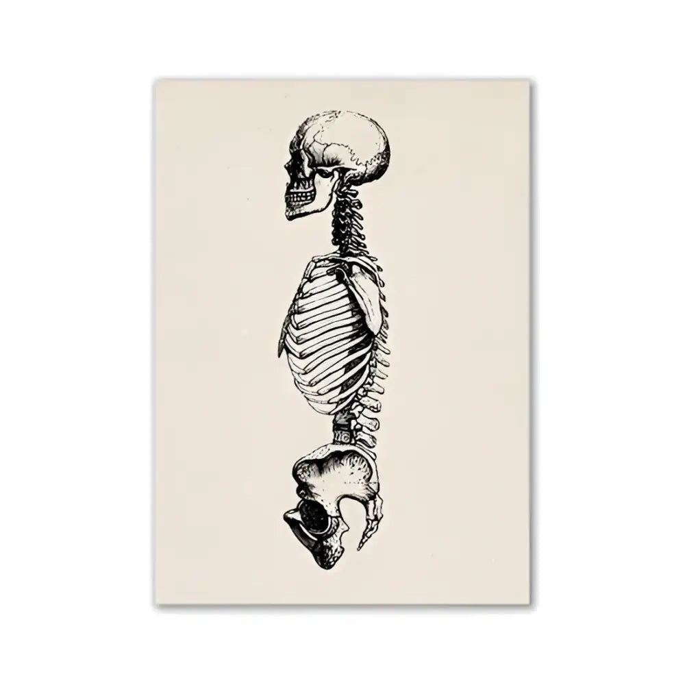 Vintage Anatomy Poster Education Hospital Pharmacy Art