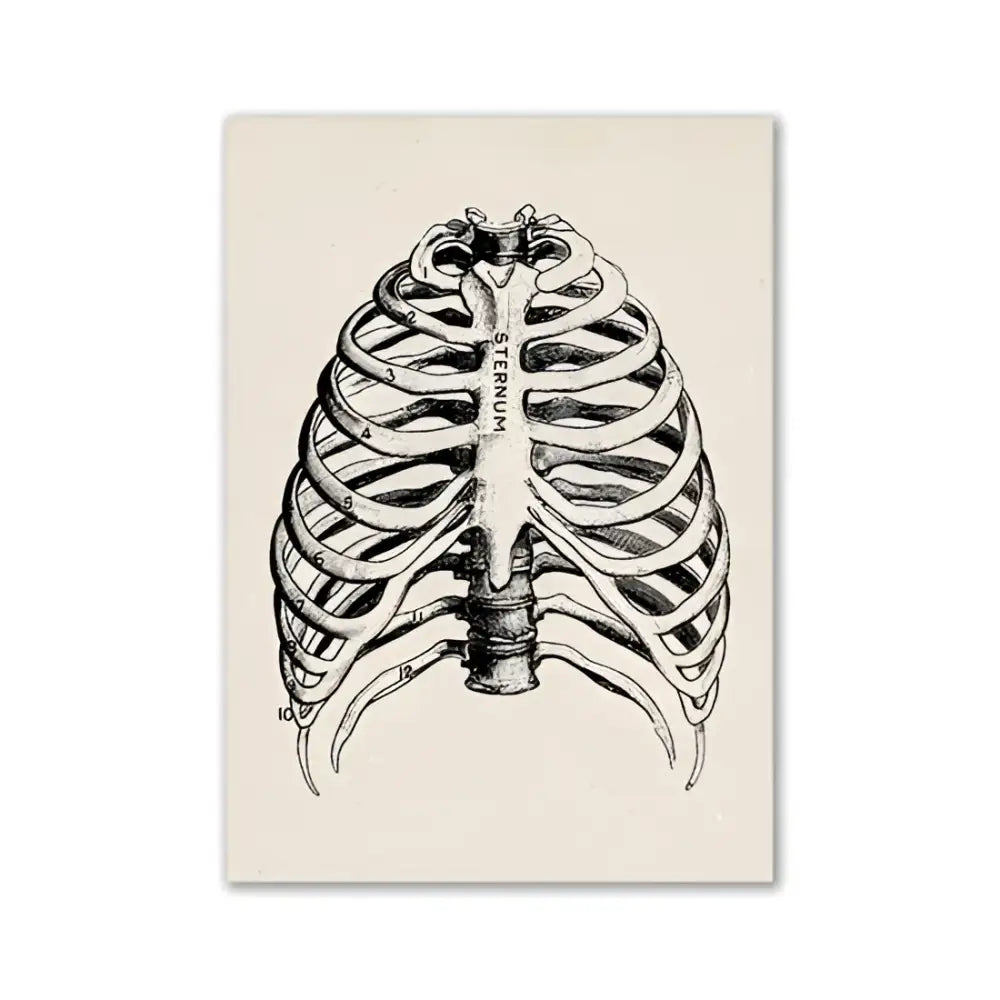 Vintage Human Anatomy Canvas Art Print