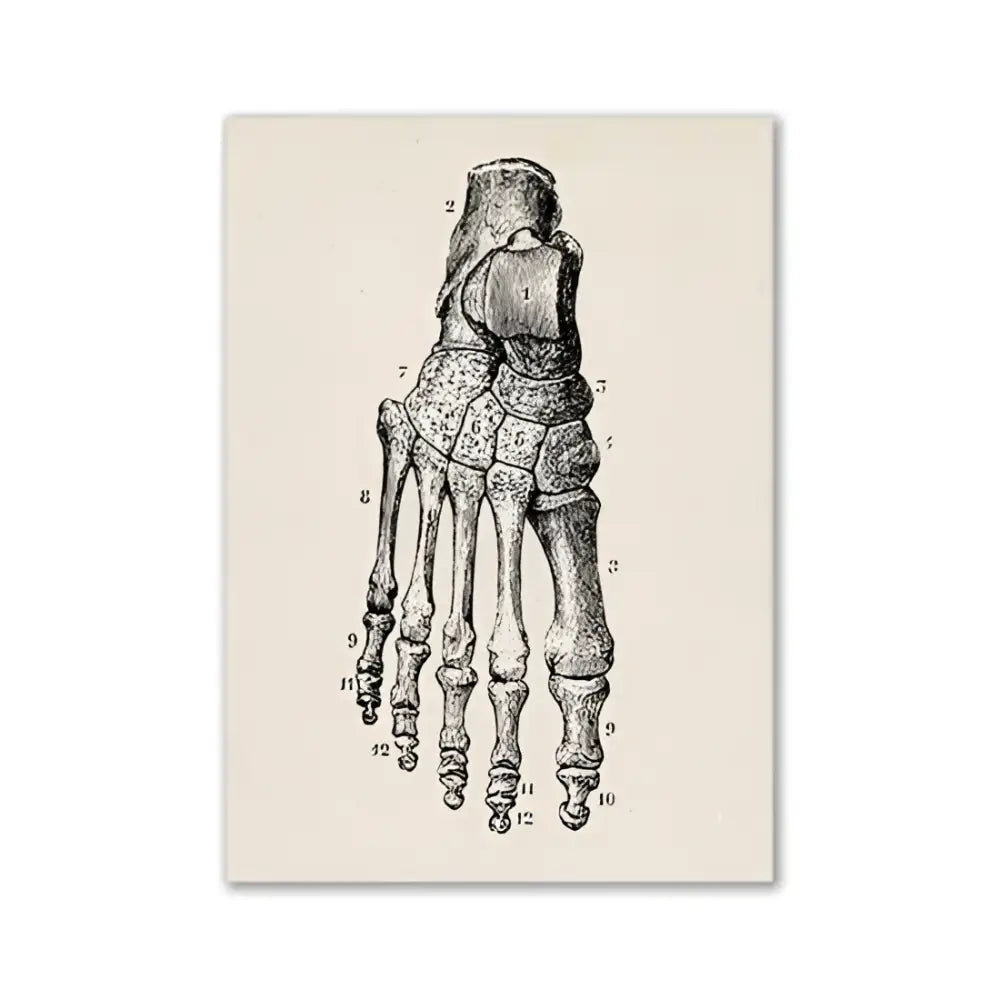 Vintage Human Anatomy Canvas Art Print