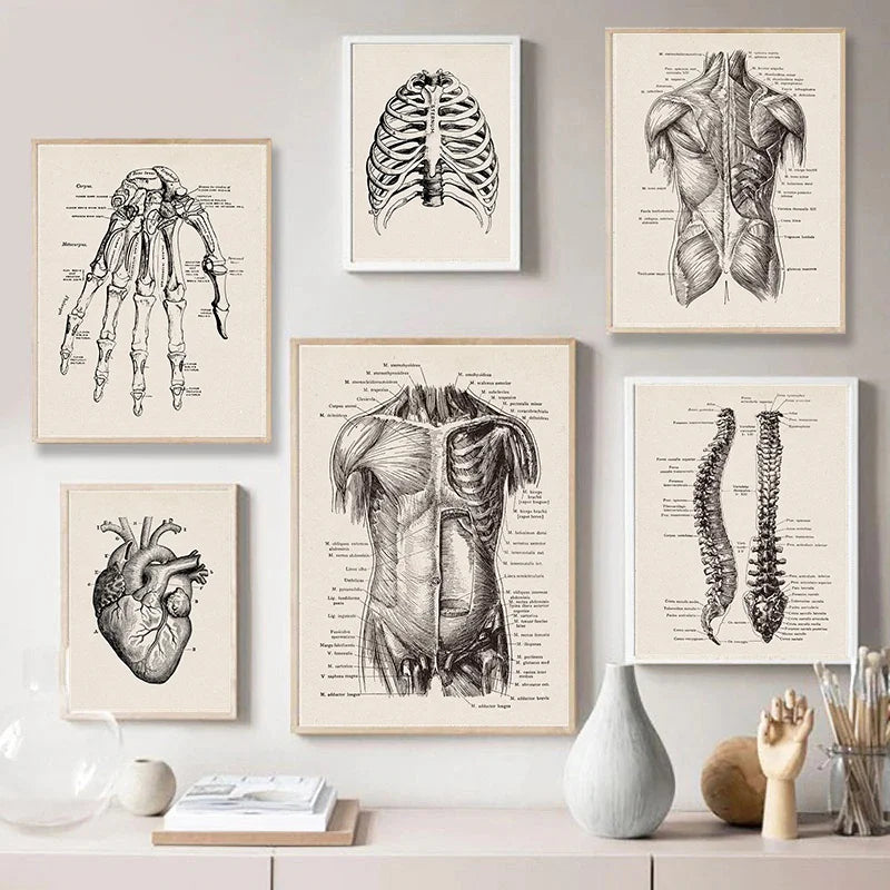 Vintage Human Anatomy Canvas Print