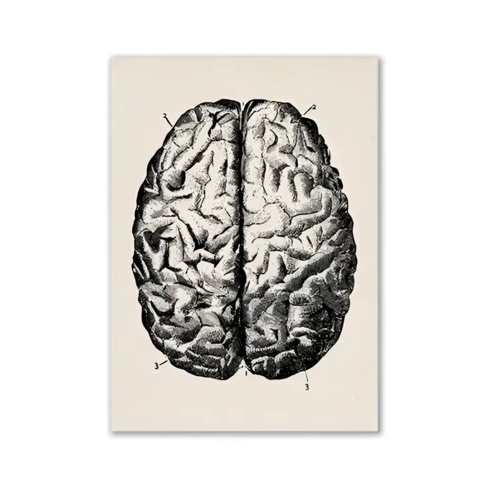 Vintage Human Anatomy Canvas Print