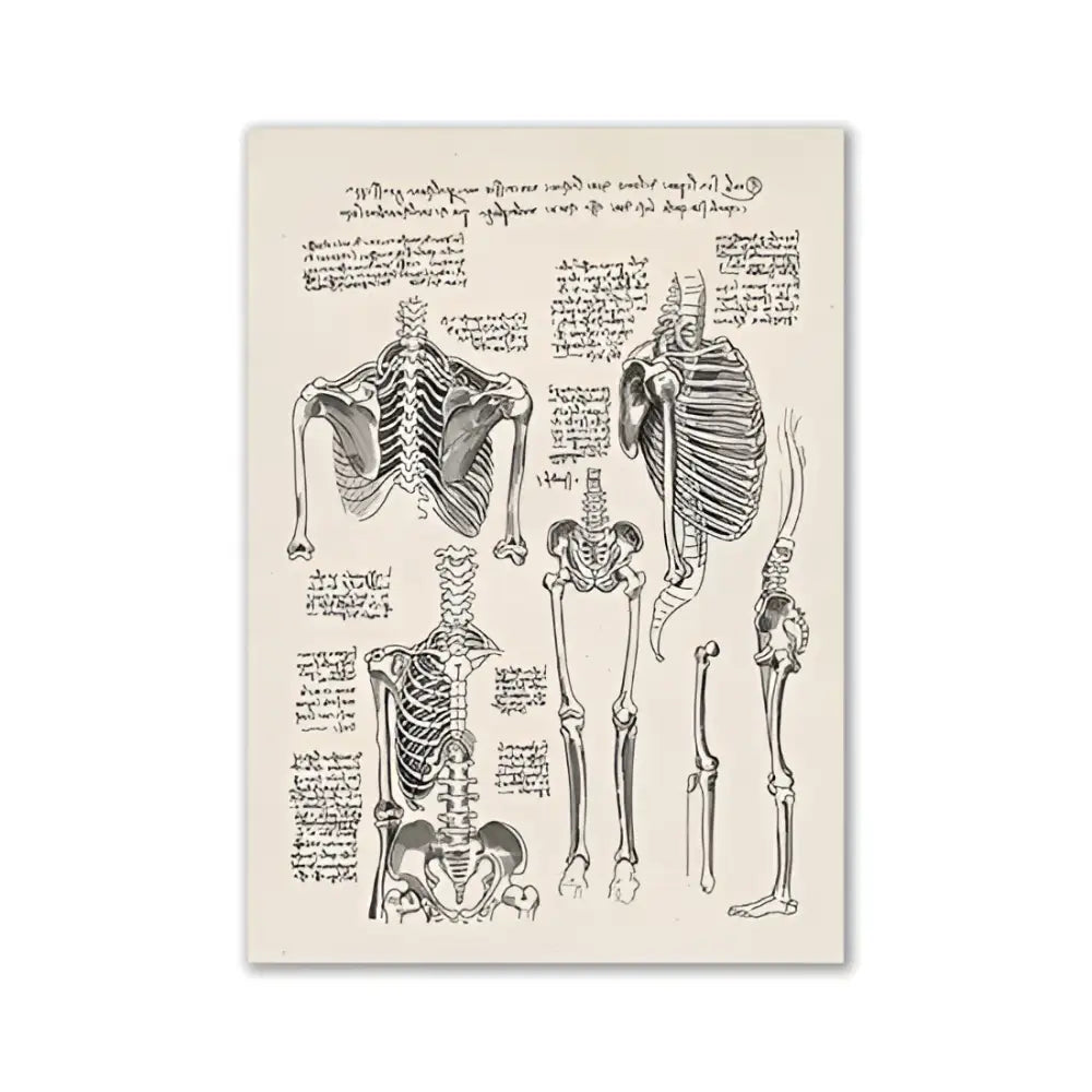 Vintage Human Anatomy Canvas Print